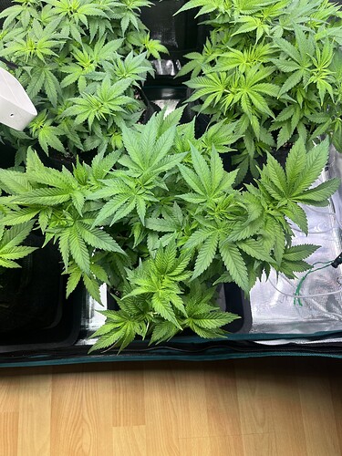 Growreport Bild 12