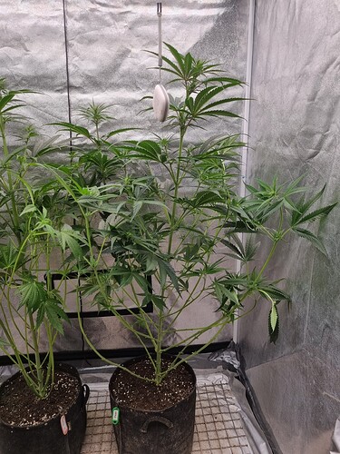 Growreport Bild 31