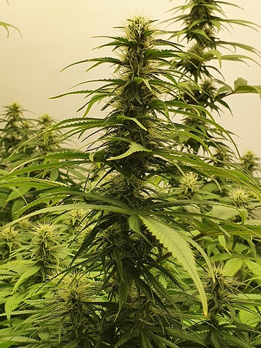 Growreport Bild 5