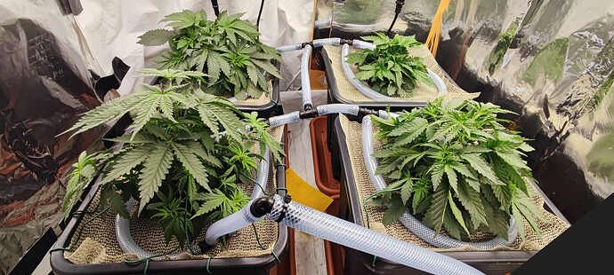 Growreport Bild 3