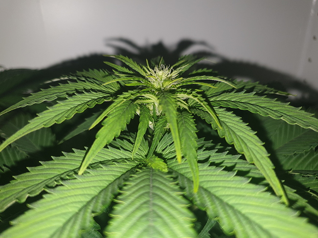 Growreport Bild 12