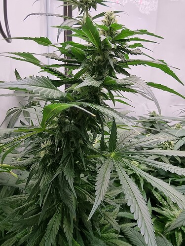 Growreport Bild 5