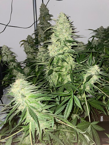 Growreport Bild 28