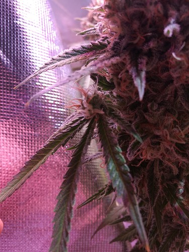Growreport Bild 39