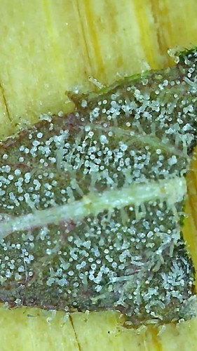Growreport Bild 3