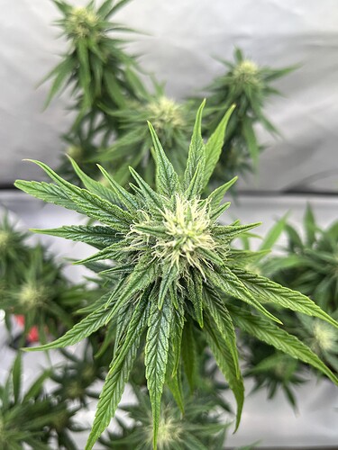 Growreport Bild 22