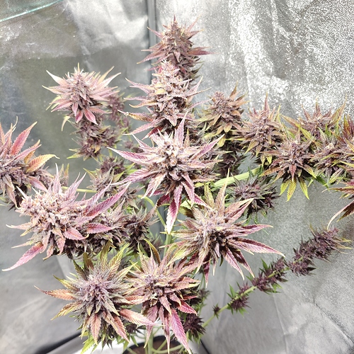 Growreport Bild 4