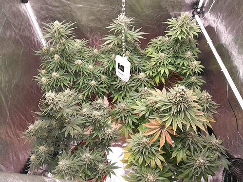 Growreport Bild 31