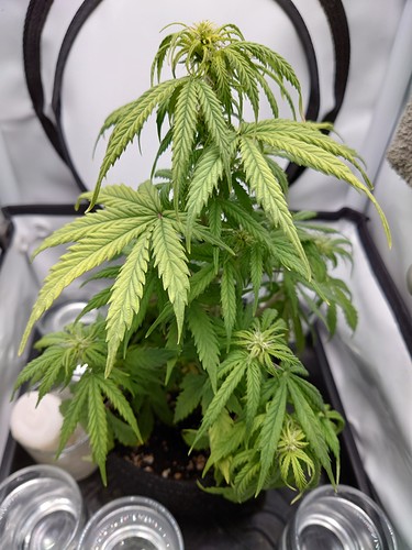 Growreport Bild 1