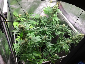 Growreport Bild 1