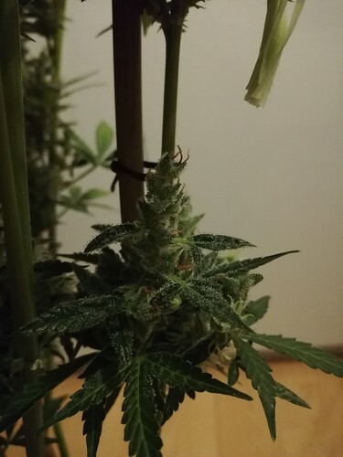 GG#3_240119-6
