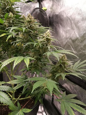 Growreport Bild 6