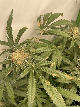 Growreport Bild 13