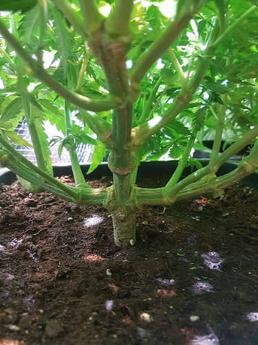 Growreport Bild 4