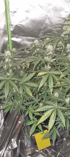 Growreport Bild 35