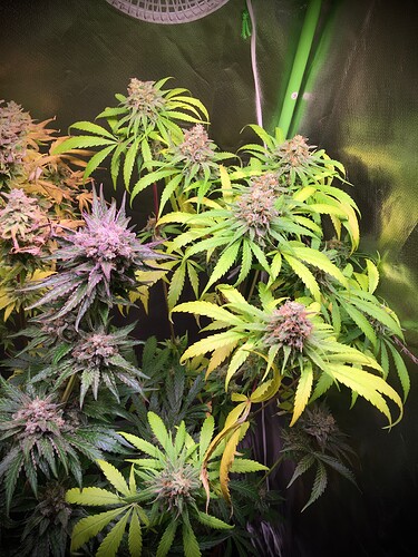 Growreport Bild 13