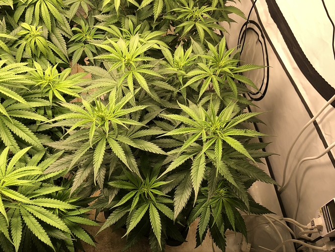 Growreport Bild 7