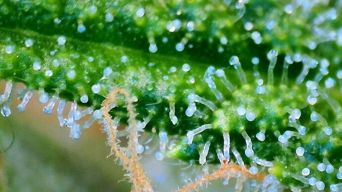 Growreport Bild 6