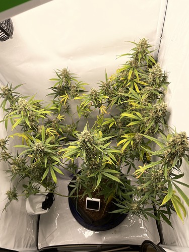 Growreport Bild 5