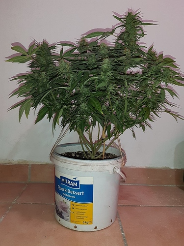 Growreport Bild 1