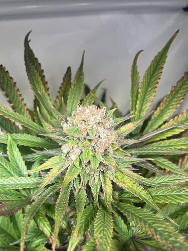 Growreport Bild 4