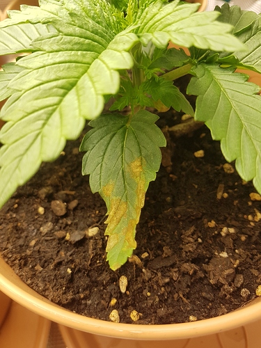 Growreport Bild 18