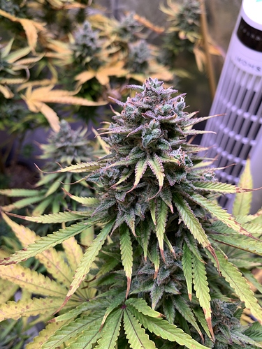 Growreport Bild 4