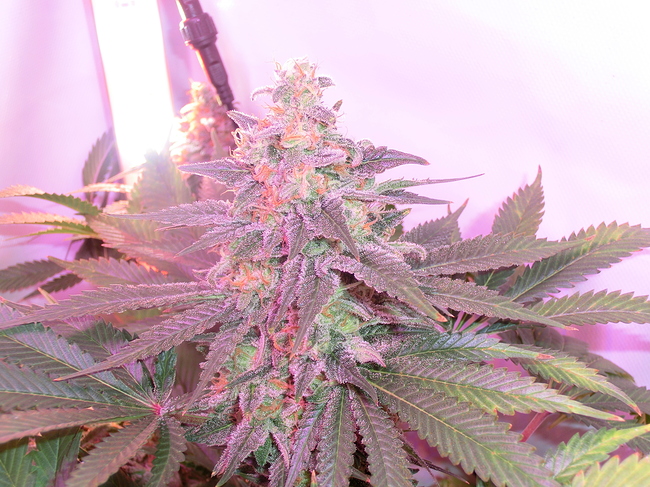 Growreport Bild 14
