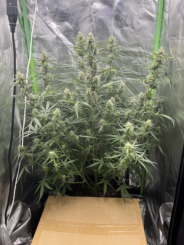 Growreport Bild 3