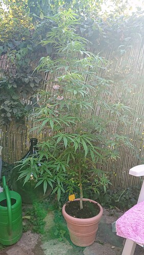 obscura1659643449806