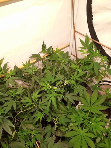 Growreport Bild 29