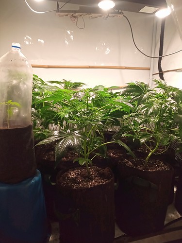 Growreport Bild 45