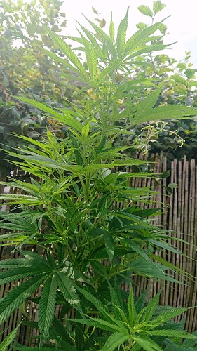 obscura1660941560905