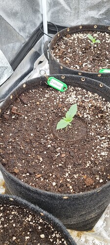 Growreport Bild 36