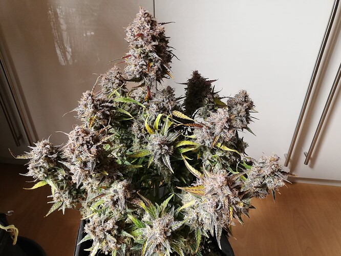 Mimosa_240122-3