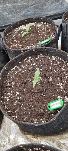 Growreport Bild 35