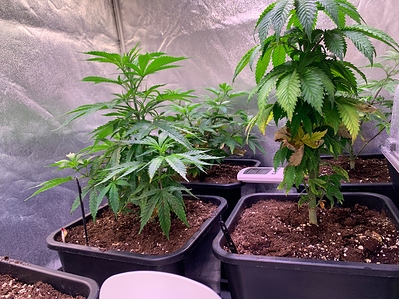 Growreport Bild 9