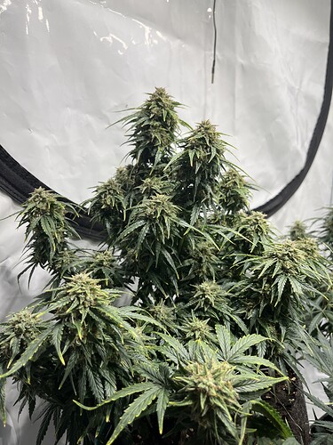 Growreport Bild 4