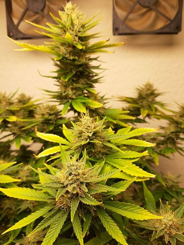 Growreport Bild 4