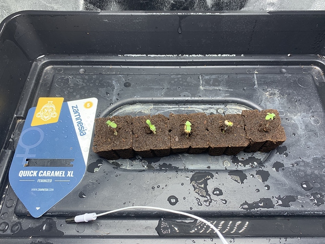 Growreport Bild 7