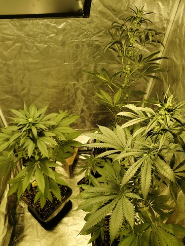 Growreport Bild 1