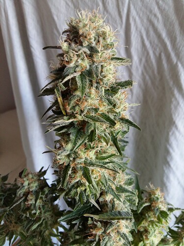 Growreport Bild 24