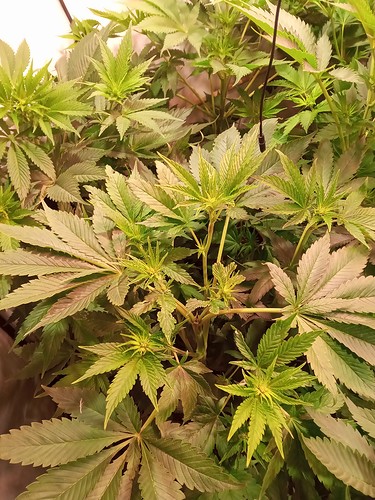 Growreport Bild 33