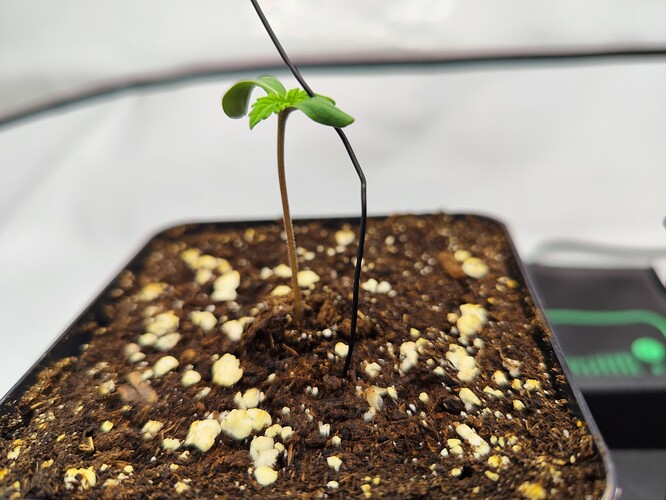 Growreport Bild 2