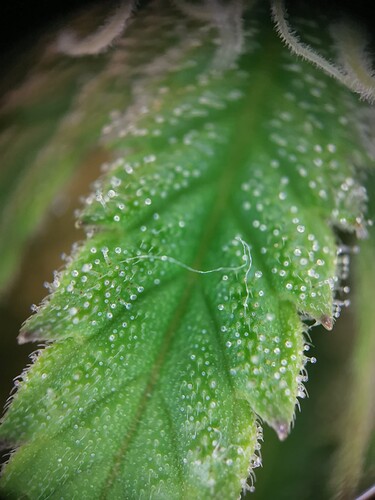 Growreport Bild 30