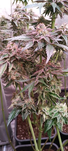 Growreport Bild 1