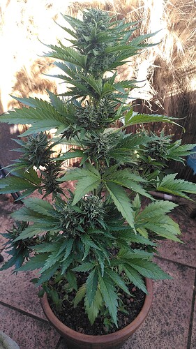 Growreport Bild 8