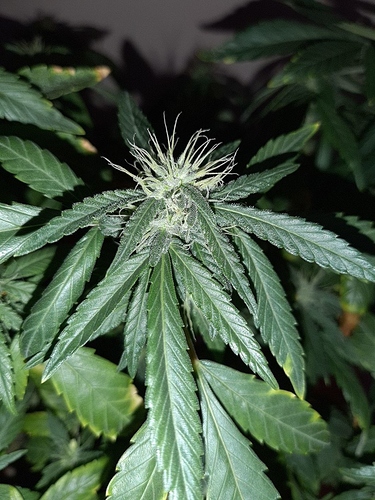 Growreport Bild 6