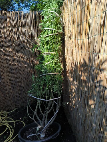 Growreport Bild 7