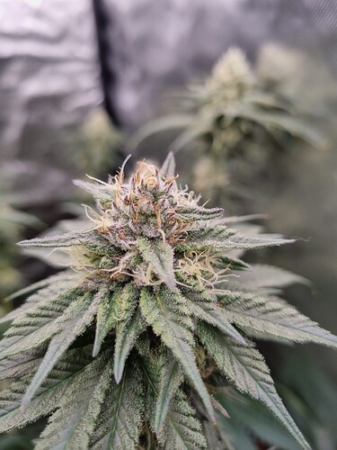 Growreport Bild 12
